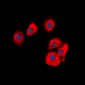 Anti-OLFML2B Antibody